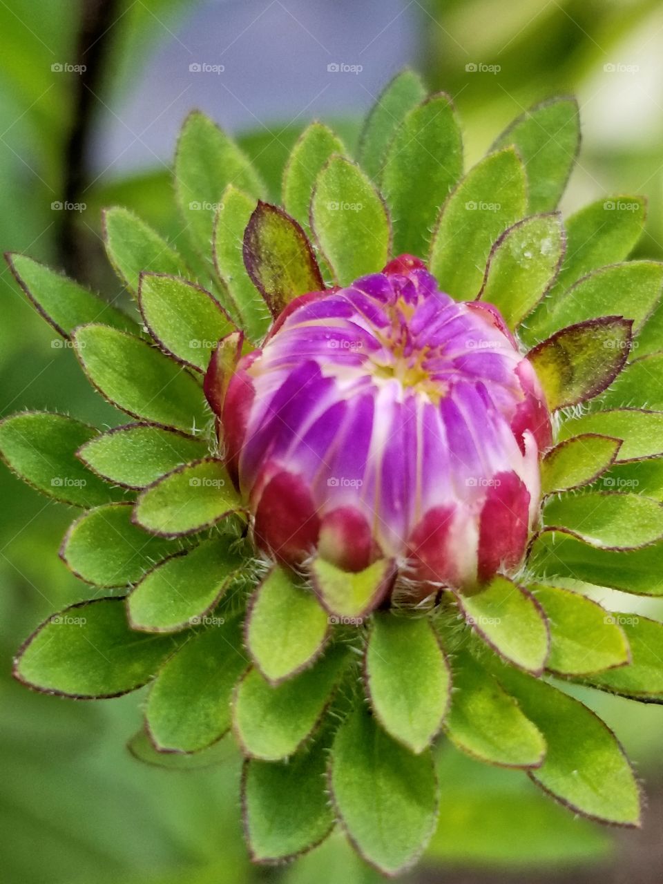 flower about to bloom