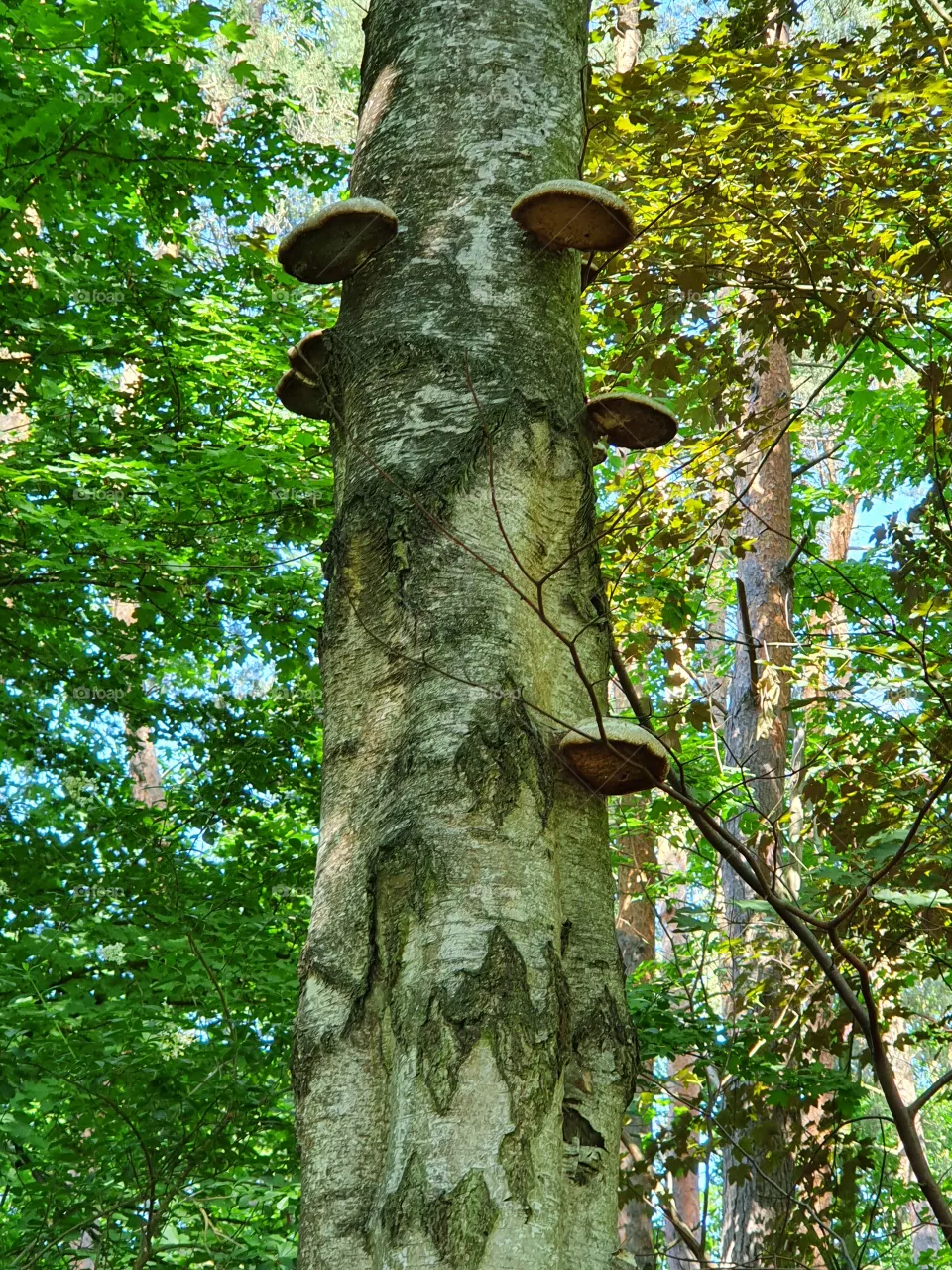 Forest, Wald, Baum,