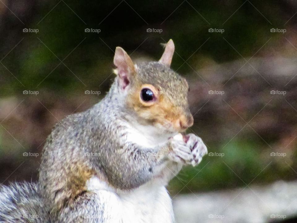 Squirrel Cuteness Alarm