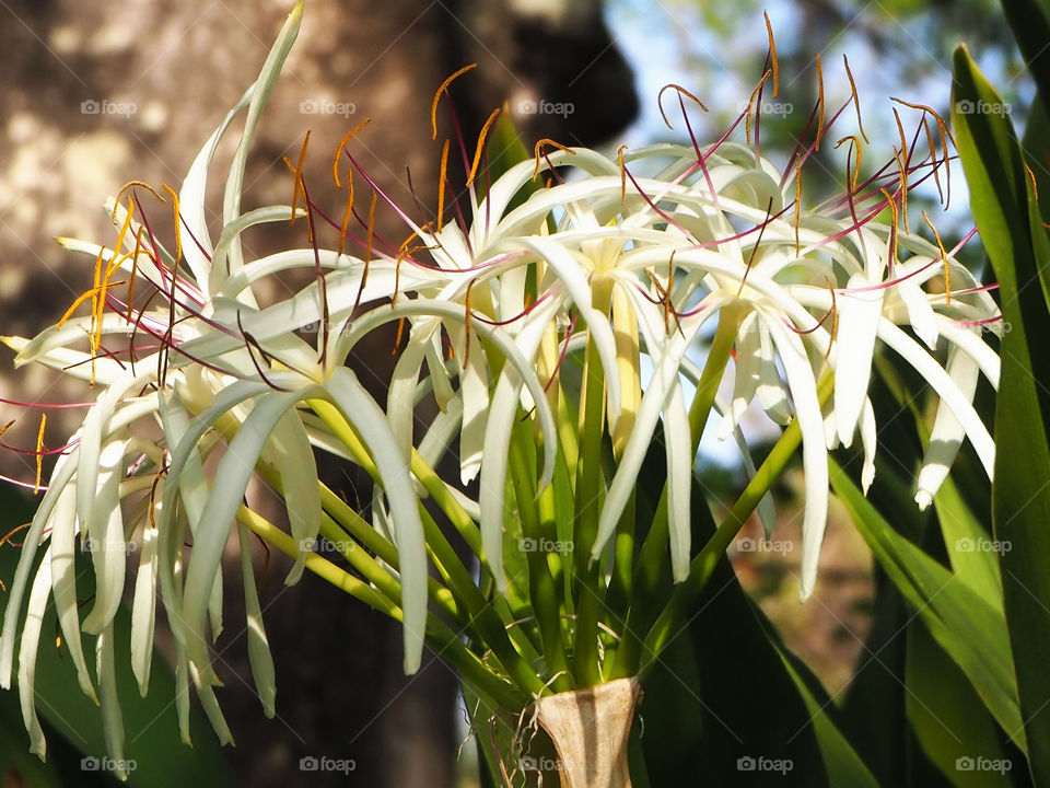 Poison Bulb - Crinum asiaticum