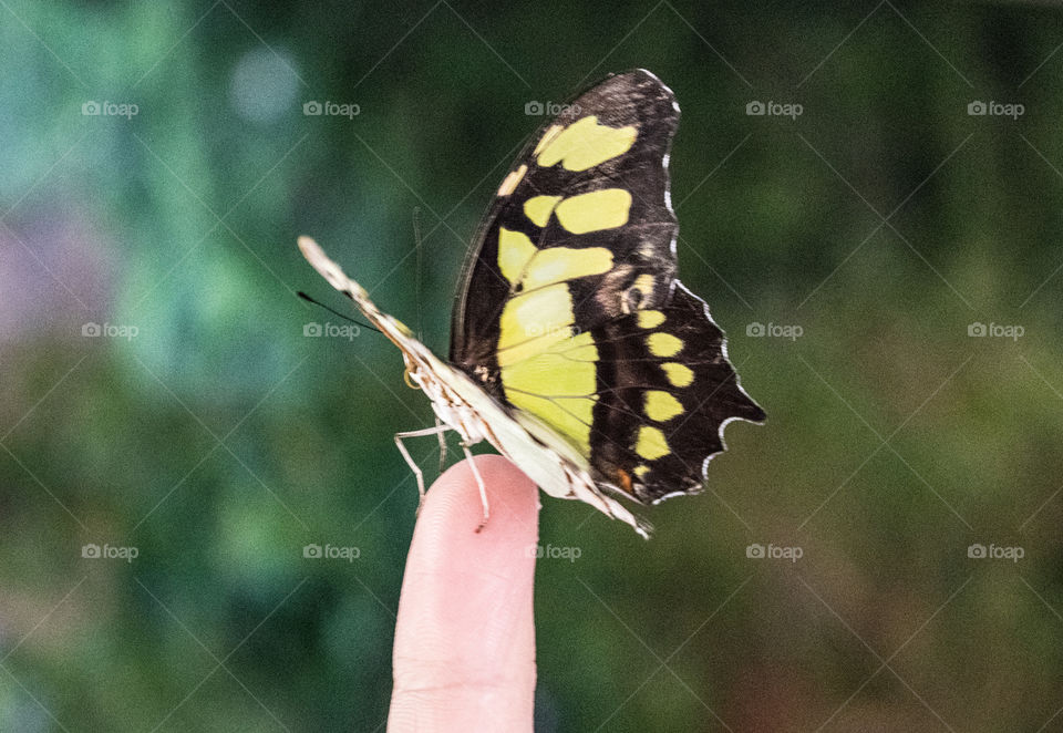 Yellow butterfly seating on the finger