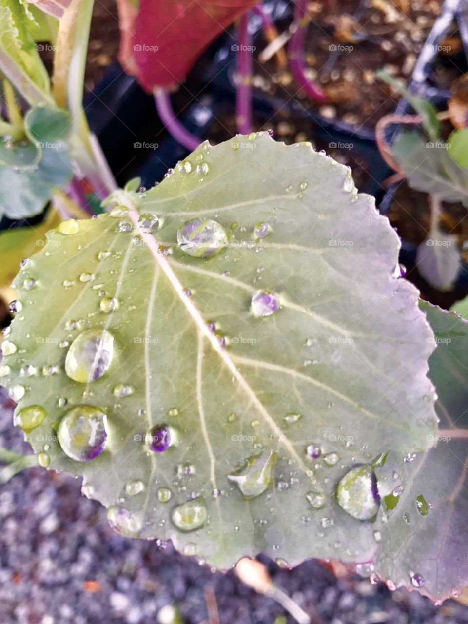 Raindrops on Leaf