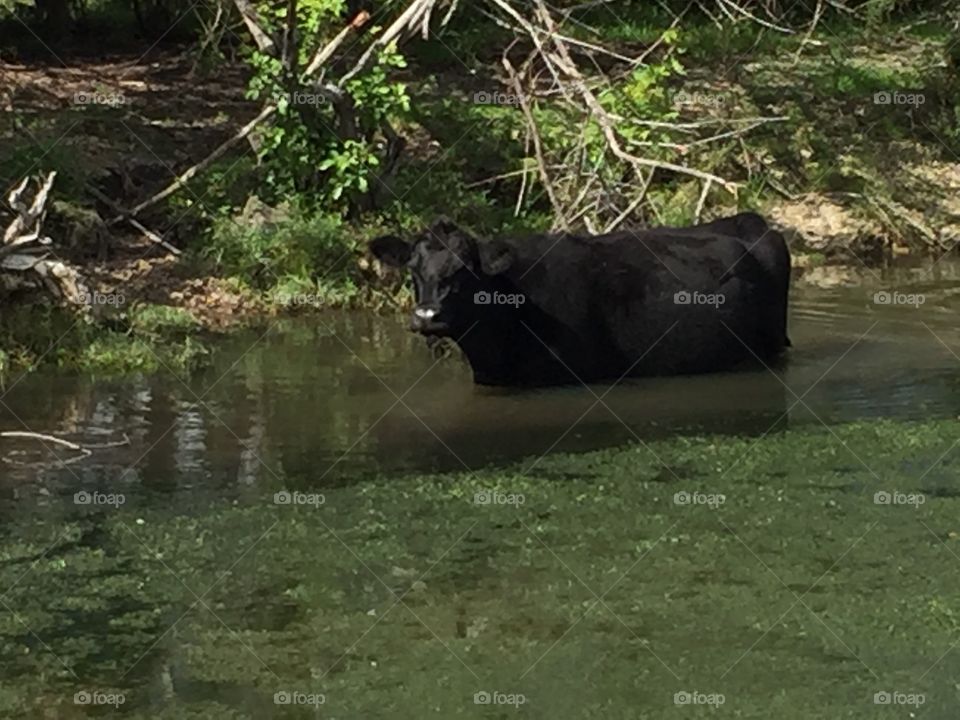 Fresh water after canal southern Florida. Hot day sends cow in for a dip.
