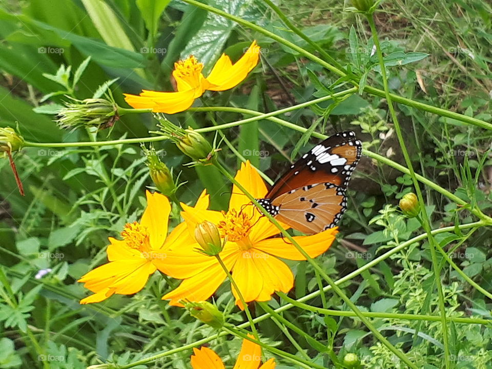 Beautiful butterfly