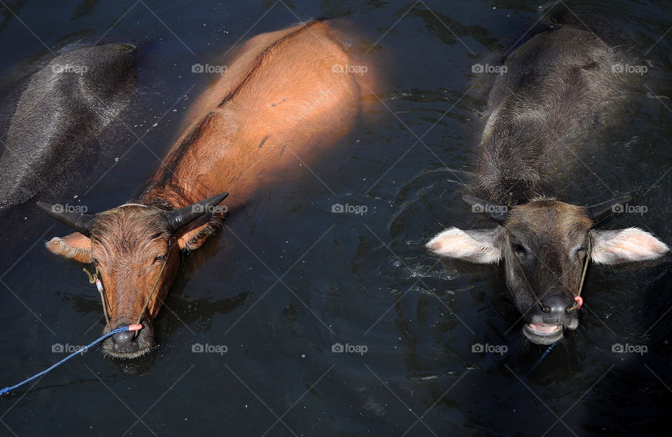 Buffaloes bathing up into the river for hours. The keeper's doing for keep their body temperature before the buffaoles join at the race of bufflow championship.