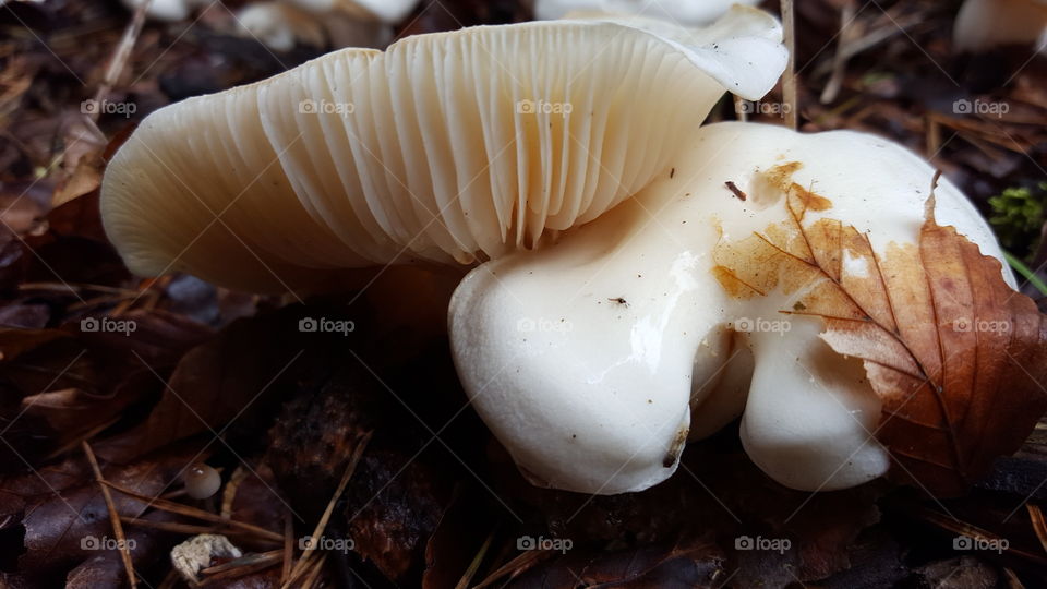 beautiful fungi