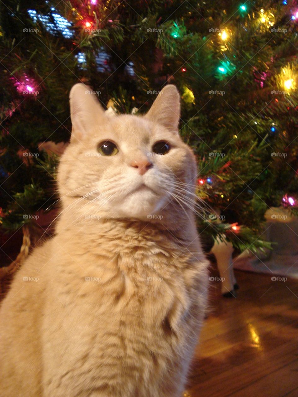 Cat Sitting Under Christmas Tree