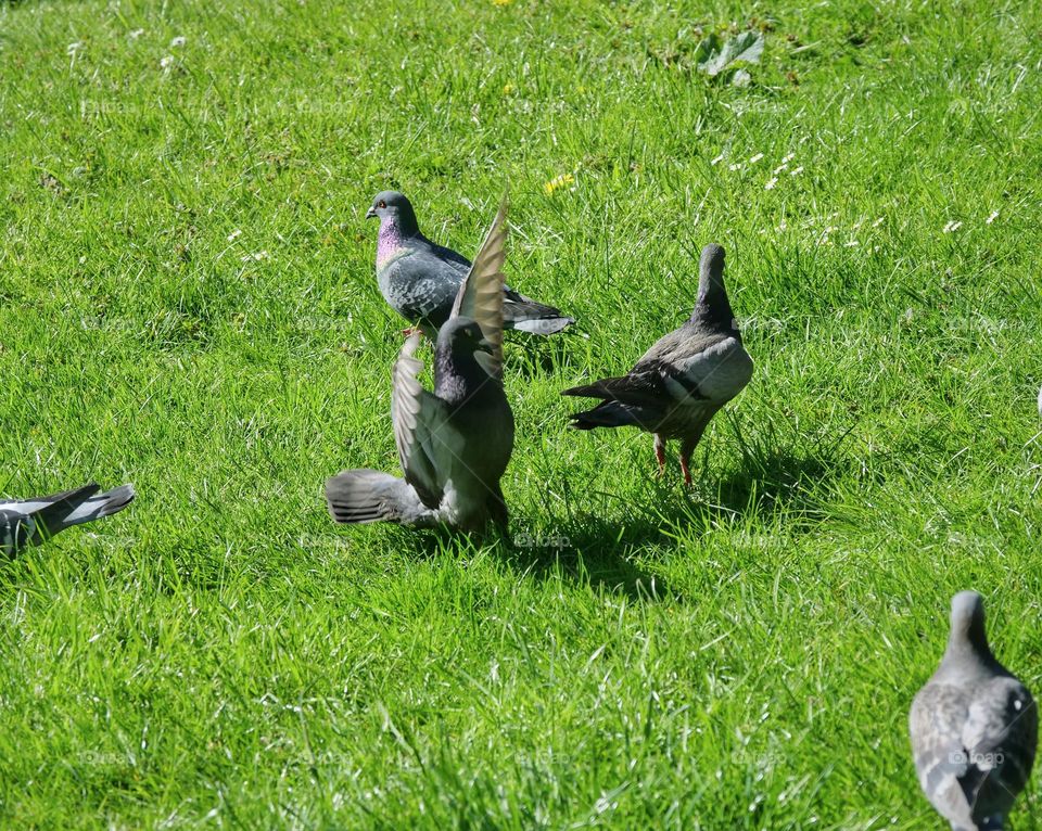 Pigeons in the city park