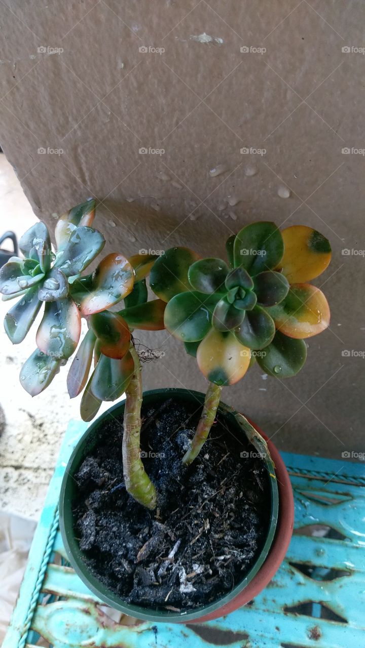 Rainbow succulent and morning dew