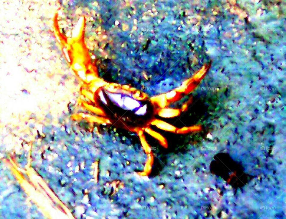 Snapshot of a crab...