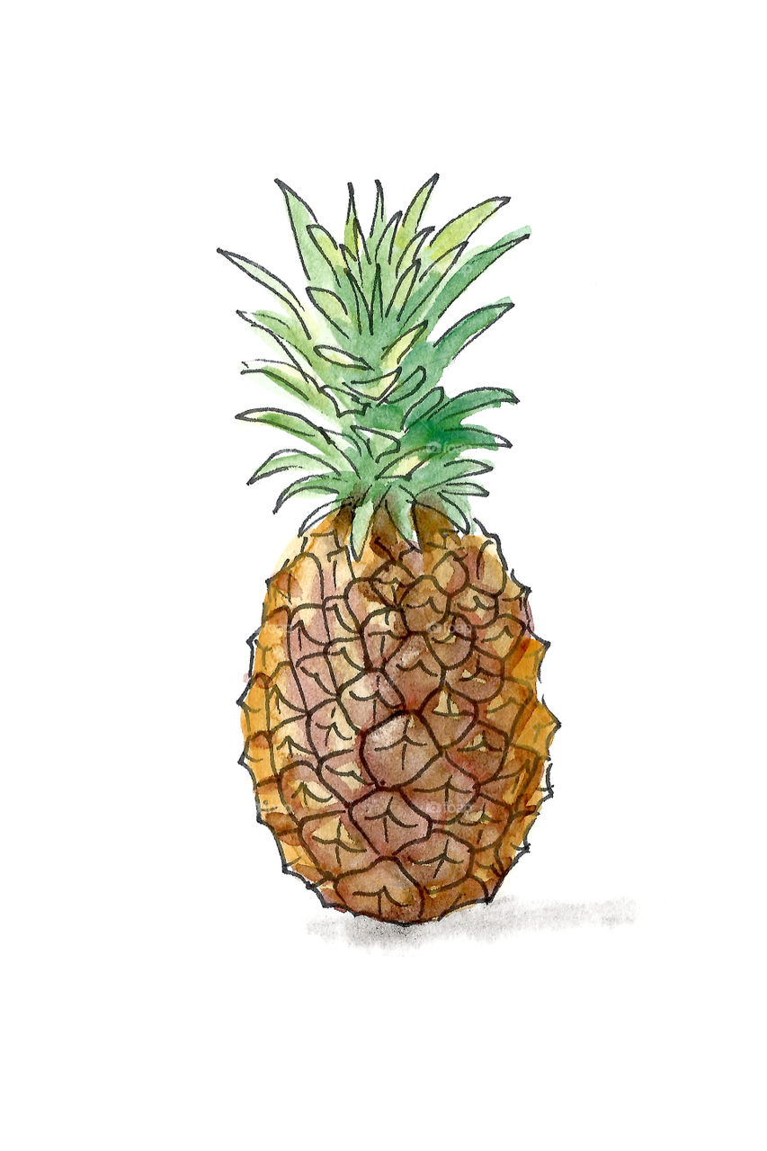 Illustration of Pineapple 