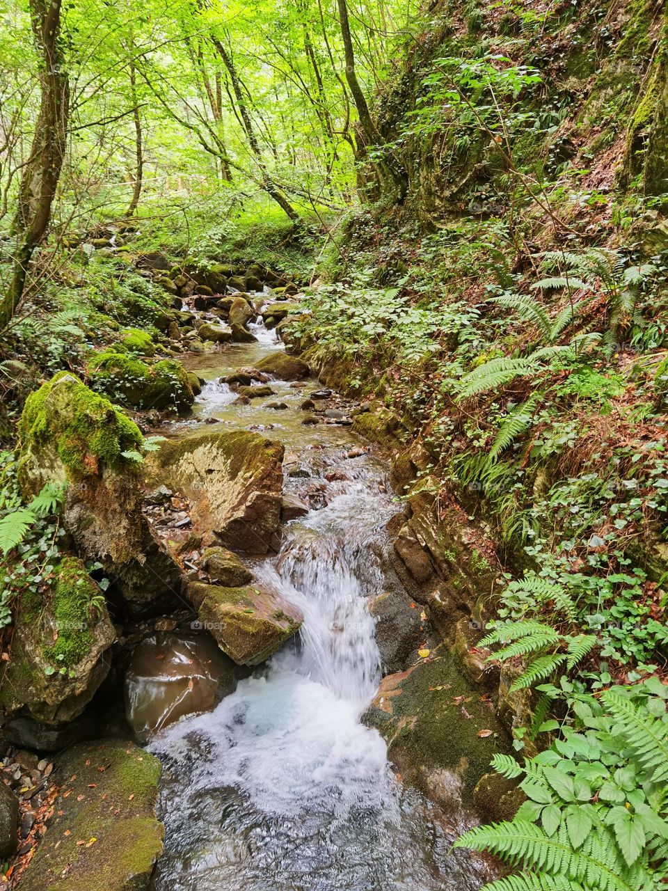 Mountain's stream. Into the woods.