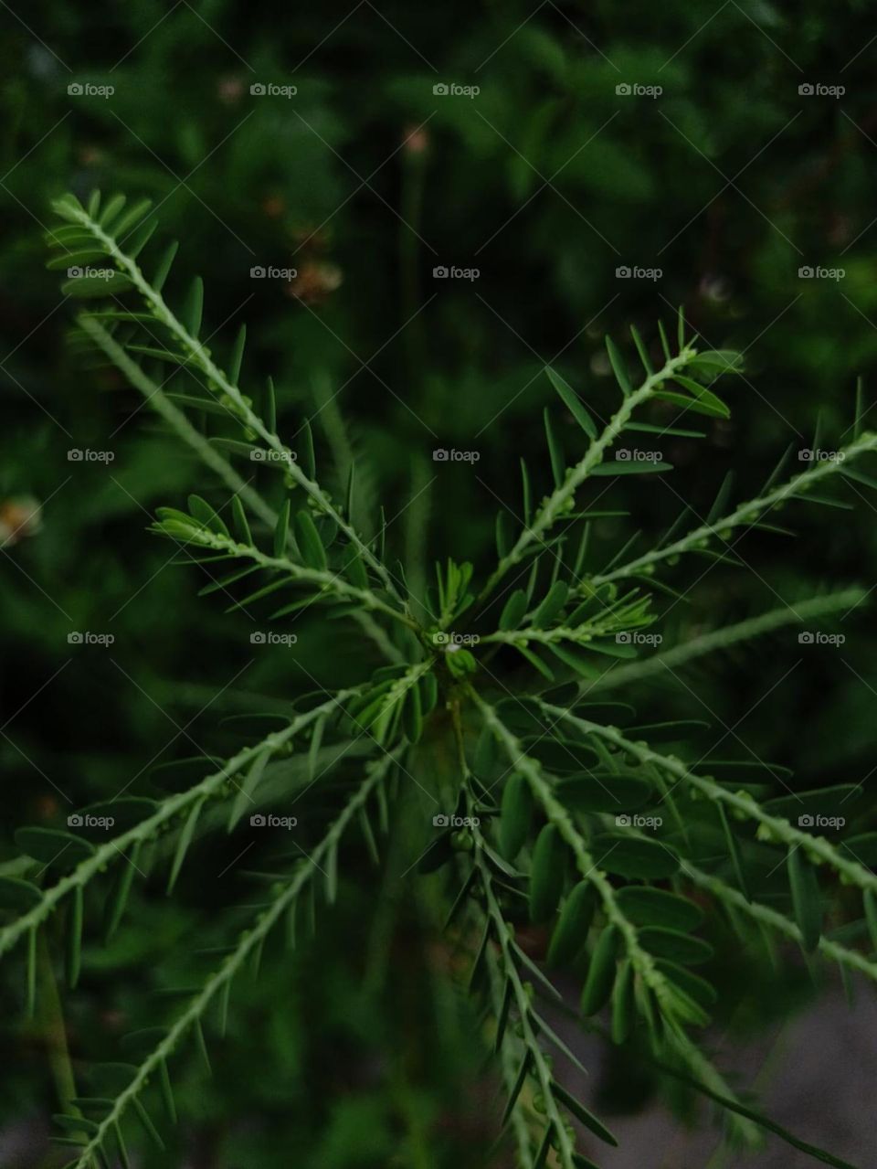  It’s not easy being so tiny and green.!!!