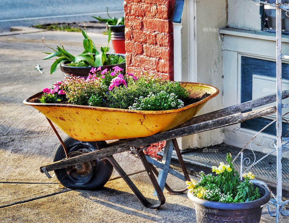 Wheel barrow flower planter. 