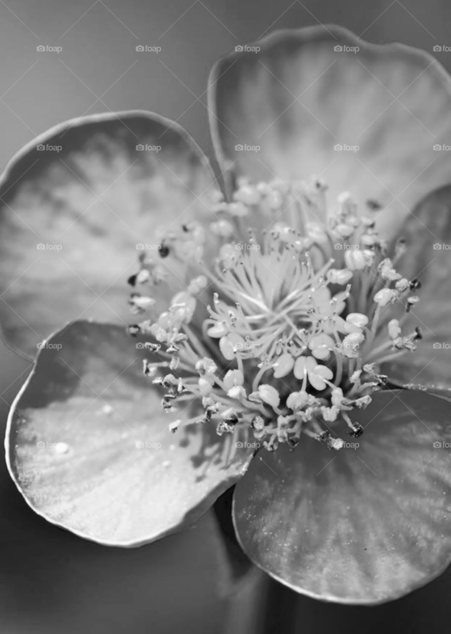 Bloomed in Black and White