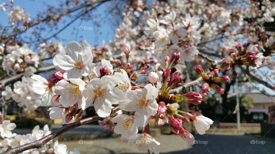 Sakura (cherry blossoms) in Japan
