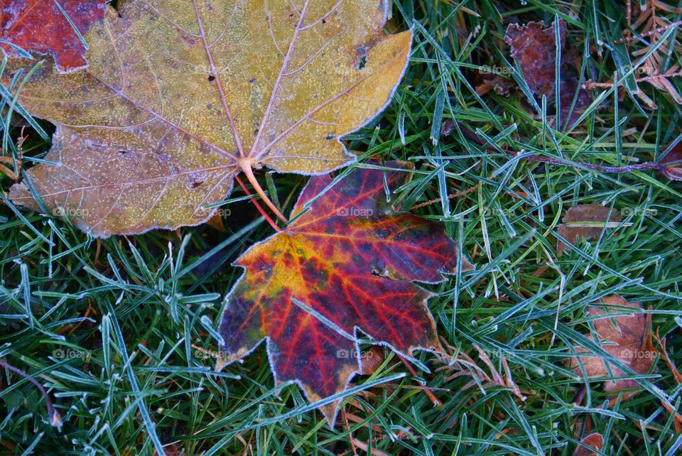 Leaves in frost