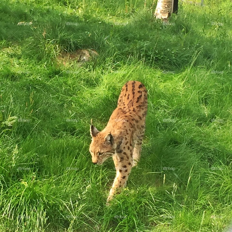 Lena Hope. Lynx in Norway