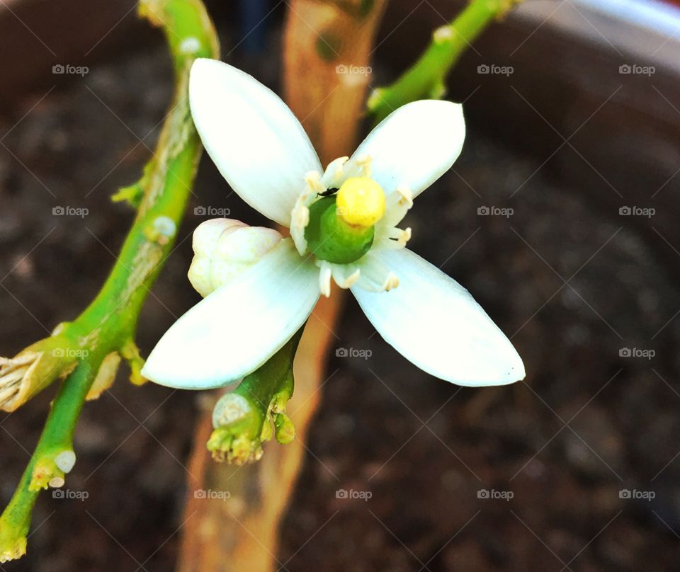 Azahar flower 