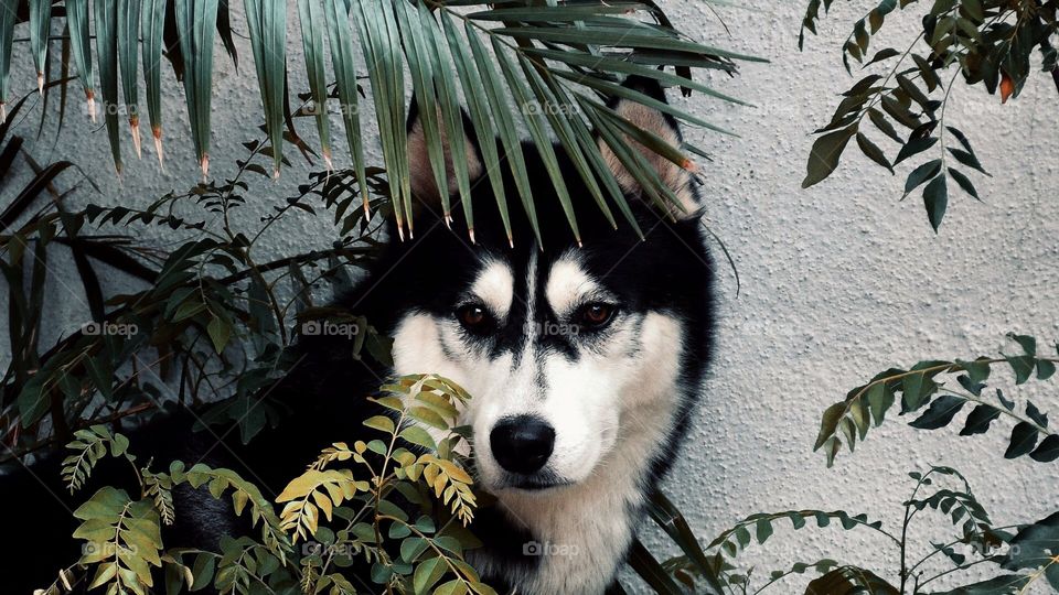 Nature with a beautiful dog .