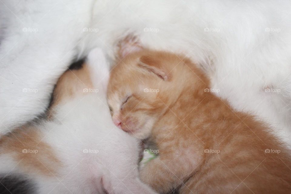 kitten sleeping on its mother's body