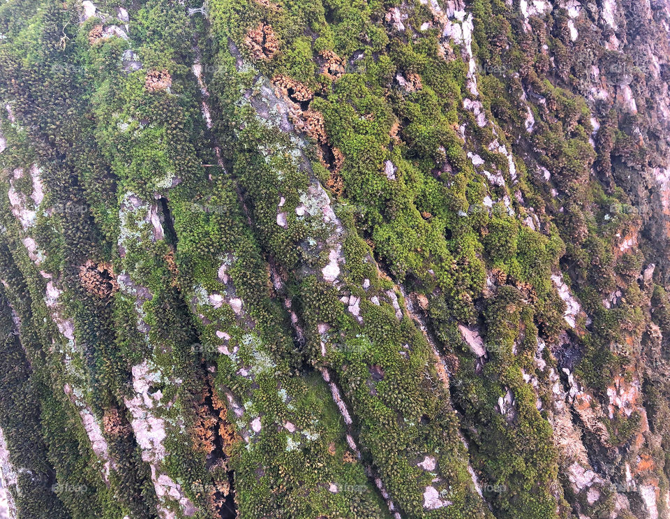 tree bark background