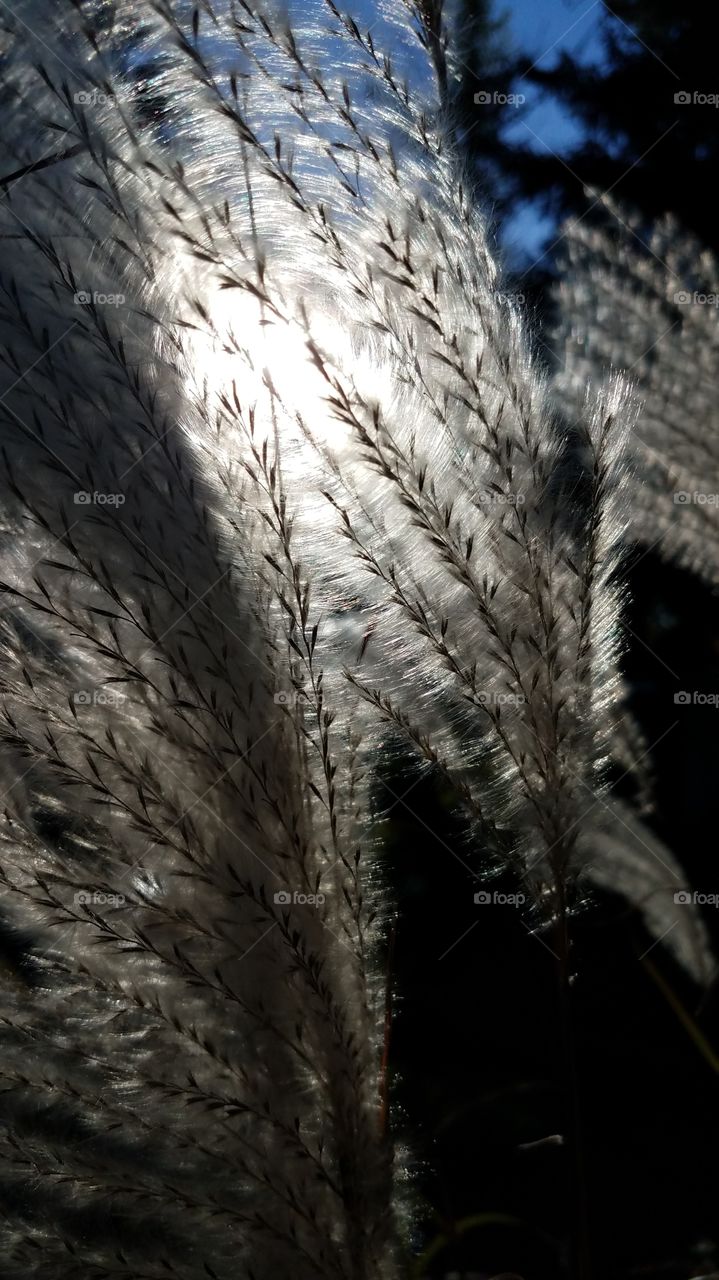 lit up wispy fall grasses
