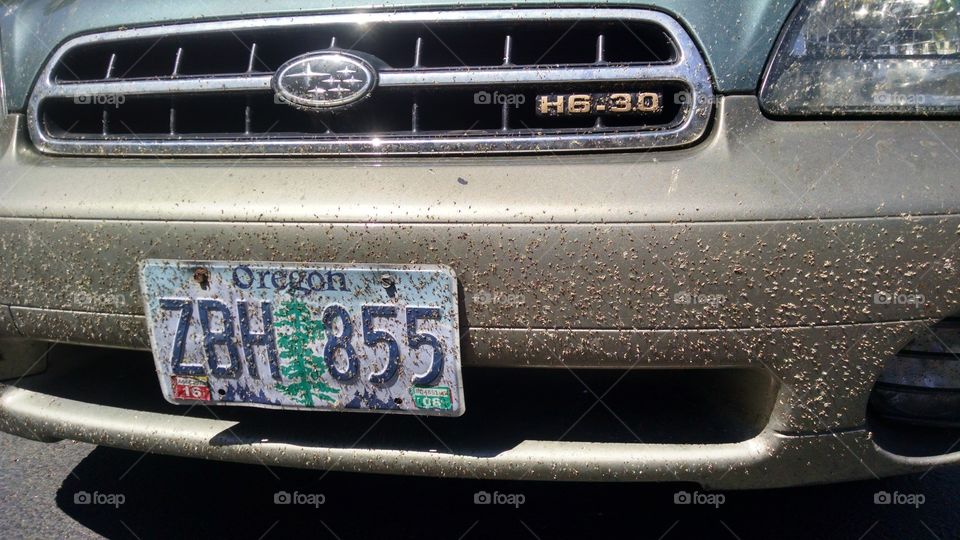 Road Trip. A car with a lot of bugs on the grill in Portland, Oregon.