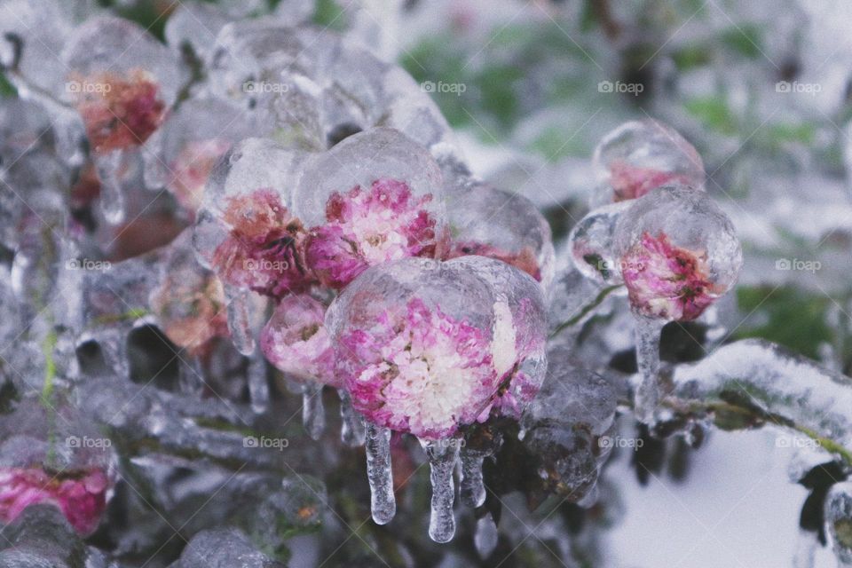 flowers covered with ice after a late autumn rain which made this