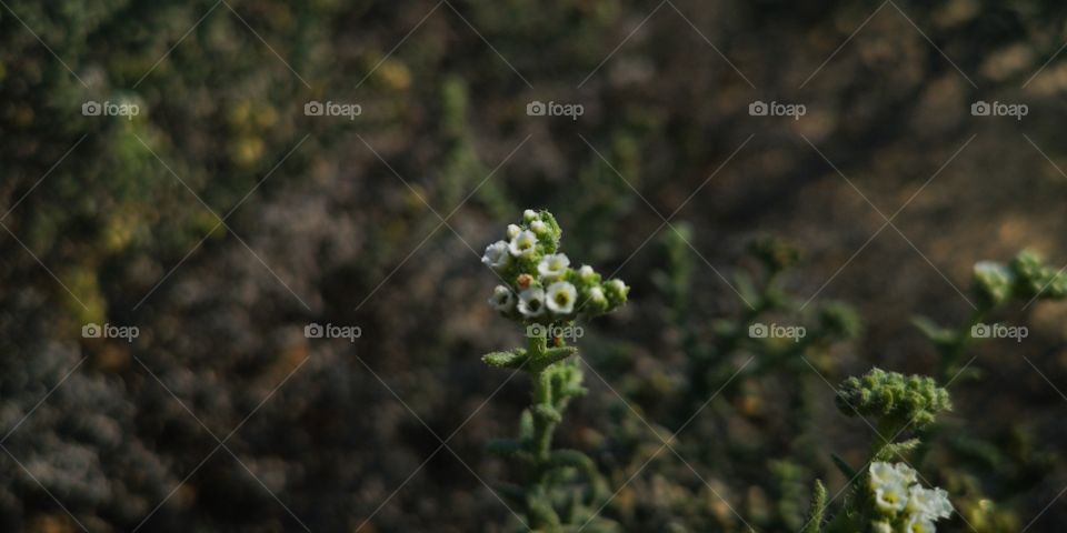 Small wild flower