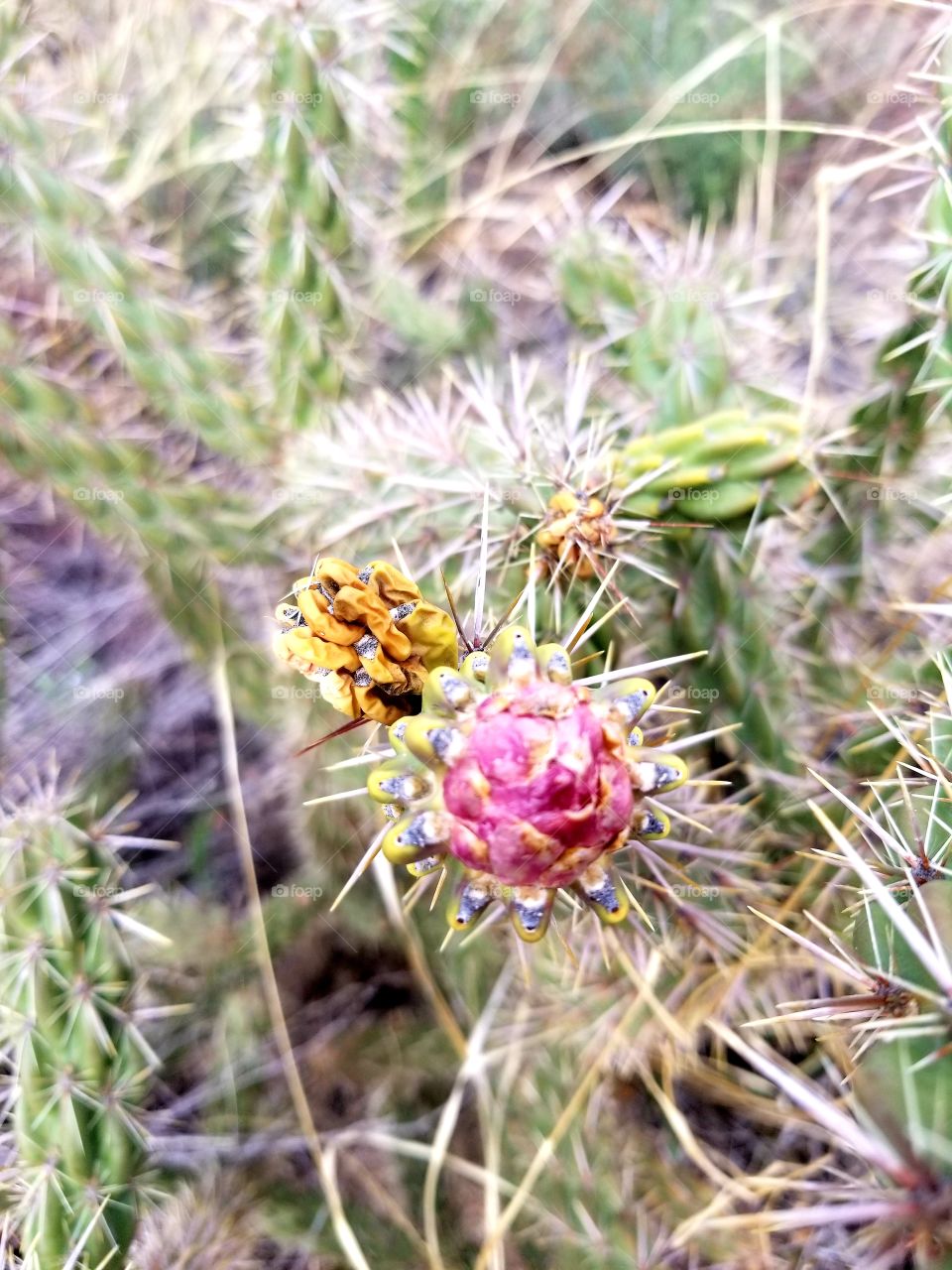 Blooming Cactus