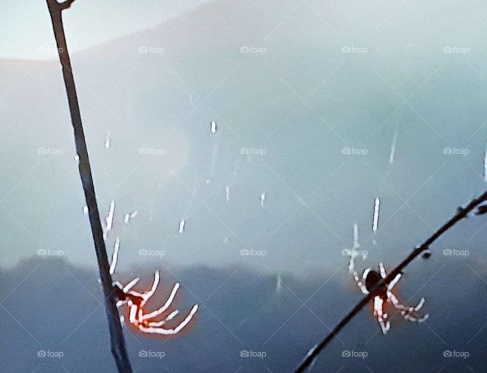 Spiders and its nimble network