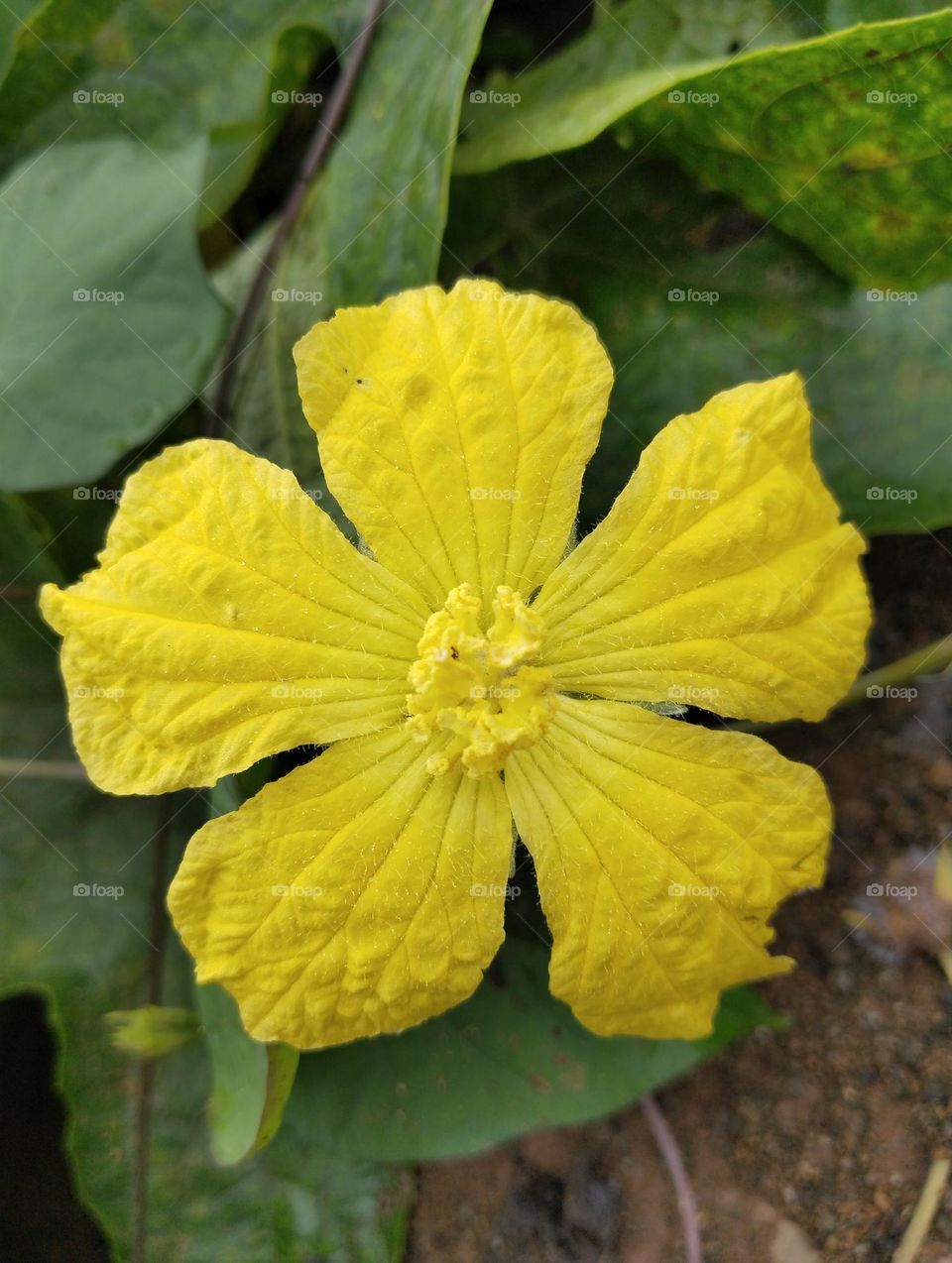 a beutiful yellow 🟡 flower