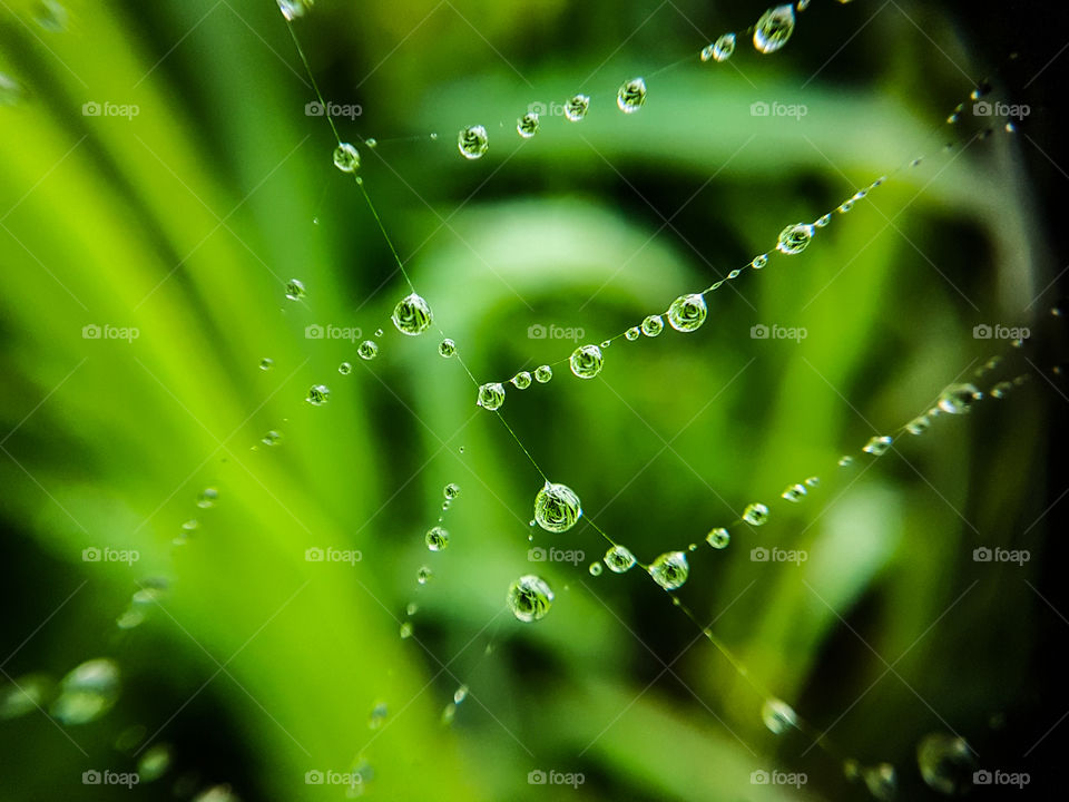 droplets on spiderweb with reflections