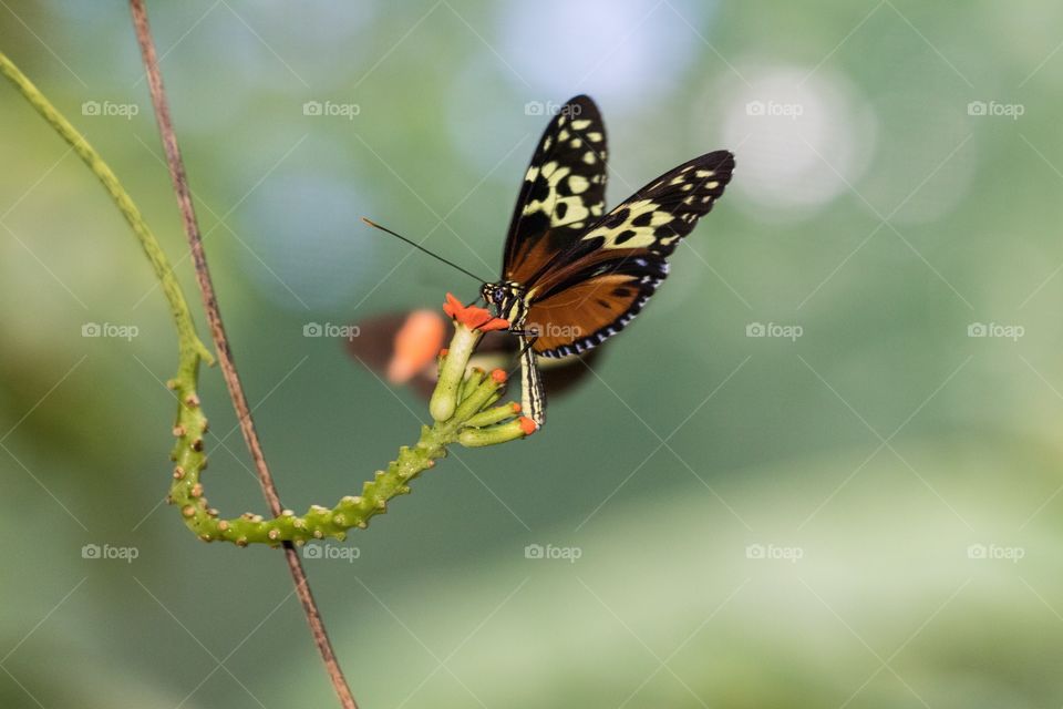 Beautiful butterfly Honduras