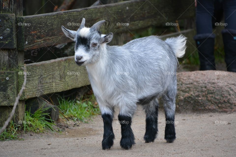 Baby goat