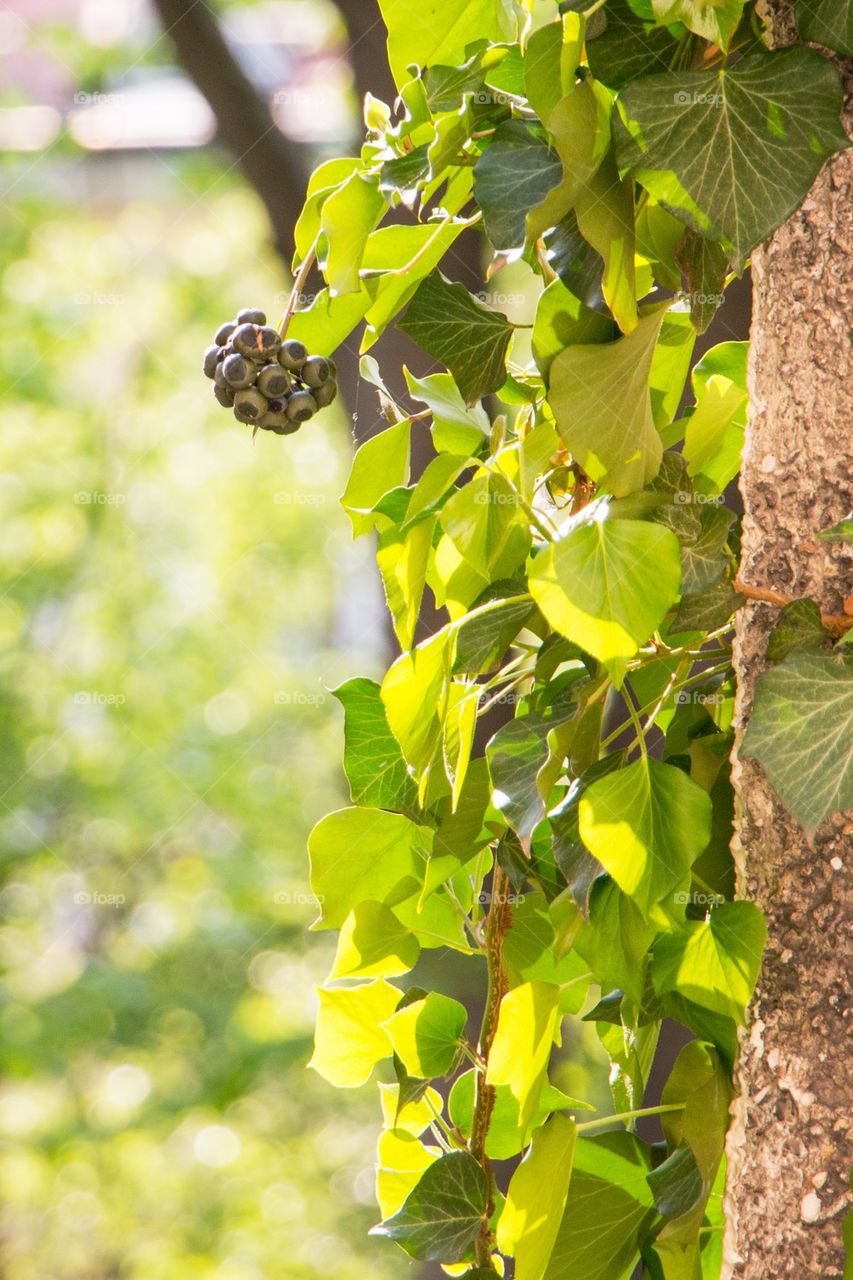 Close-up of grapes on a vine