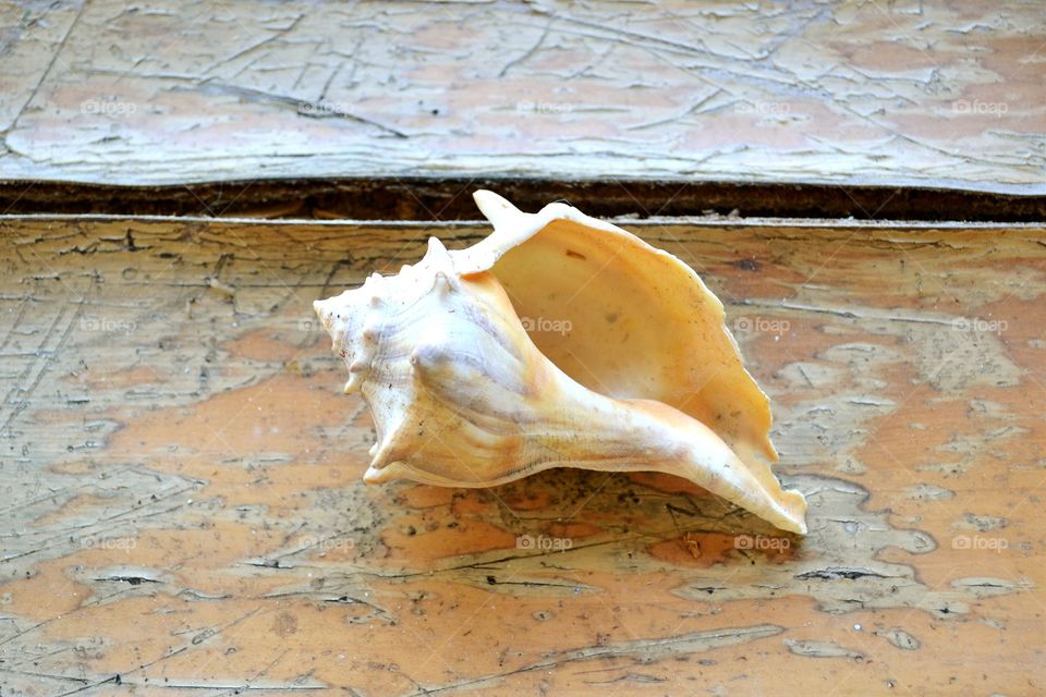 seashell. seashell on weathered tabletop
