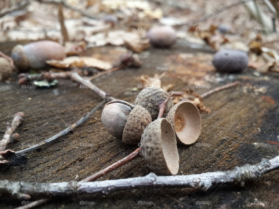 Acorns on tree stump