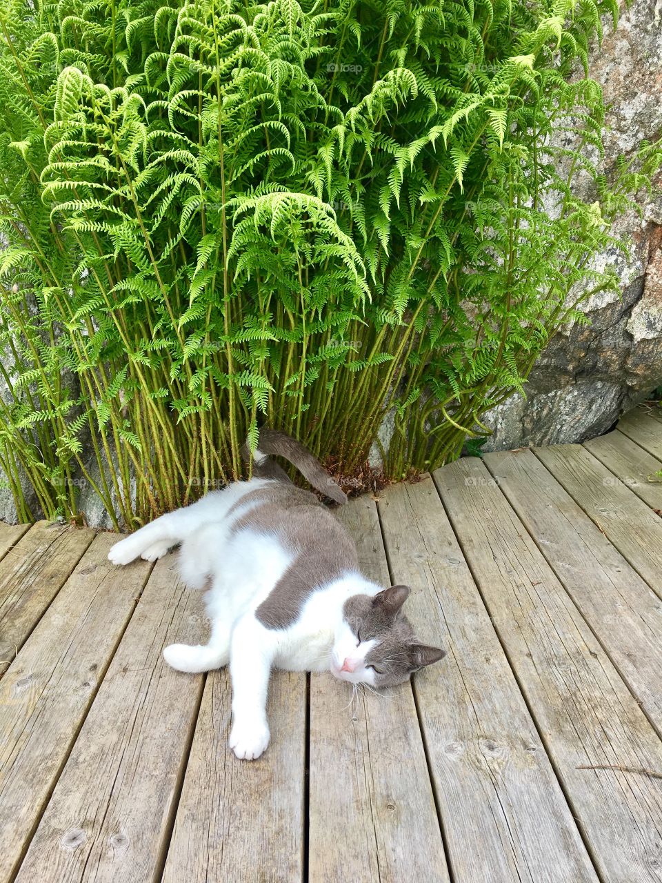 Fern and cat on wood