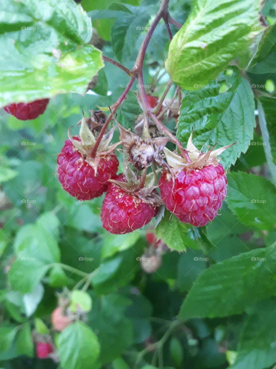 The moon is June. It is a picking of raspberry time. Full naturally grown raspberry.