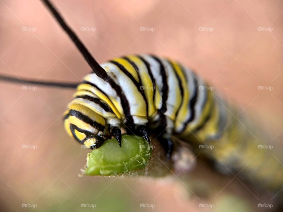 Best Macro Shot - Monarch Larvae feeding on milkweed - Milkweed is the only plant they eat. Monarch butterflies go through four stages during one life cycle and through four generations