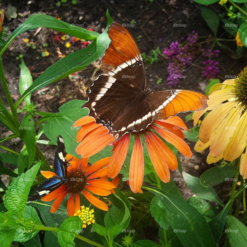 Butterfly, Insect, Nature, Monarch, Flower