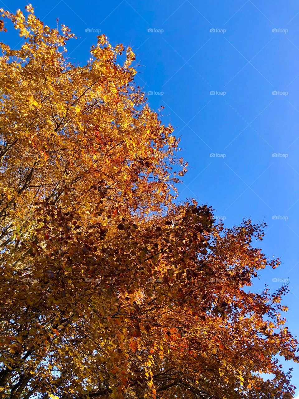 Autumn foliage against bright blue sky 