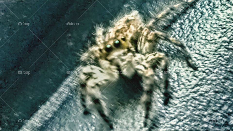 The little spider's sharp gaze