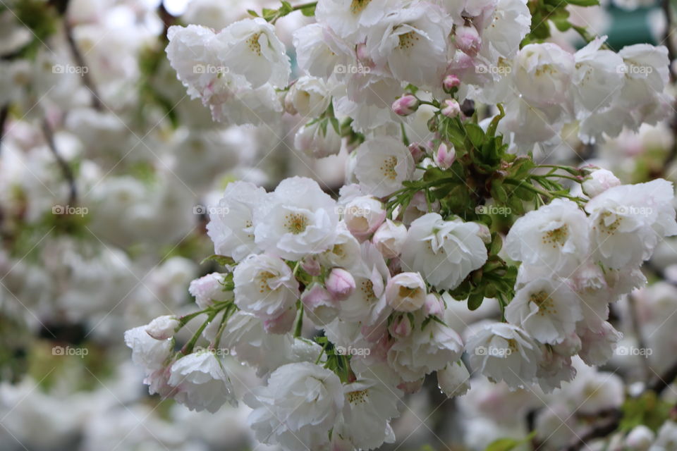 Cherry tree blooming and spreading the scent of spring 