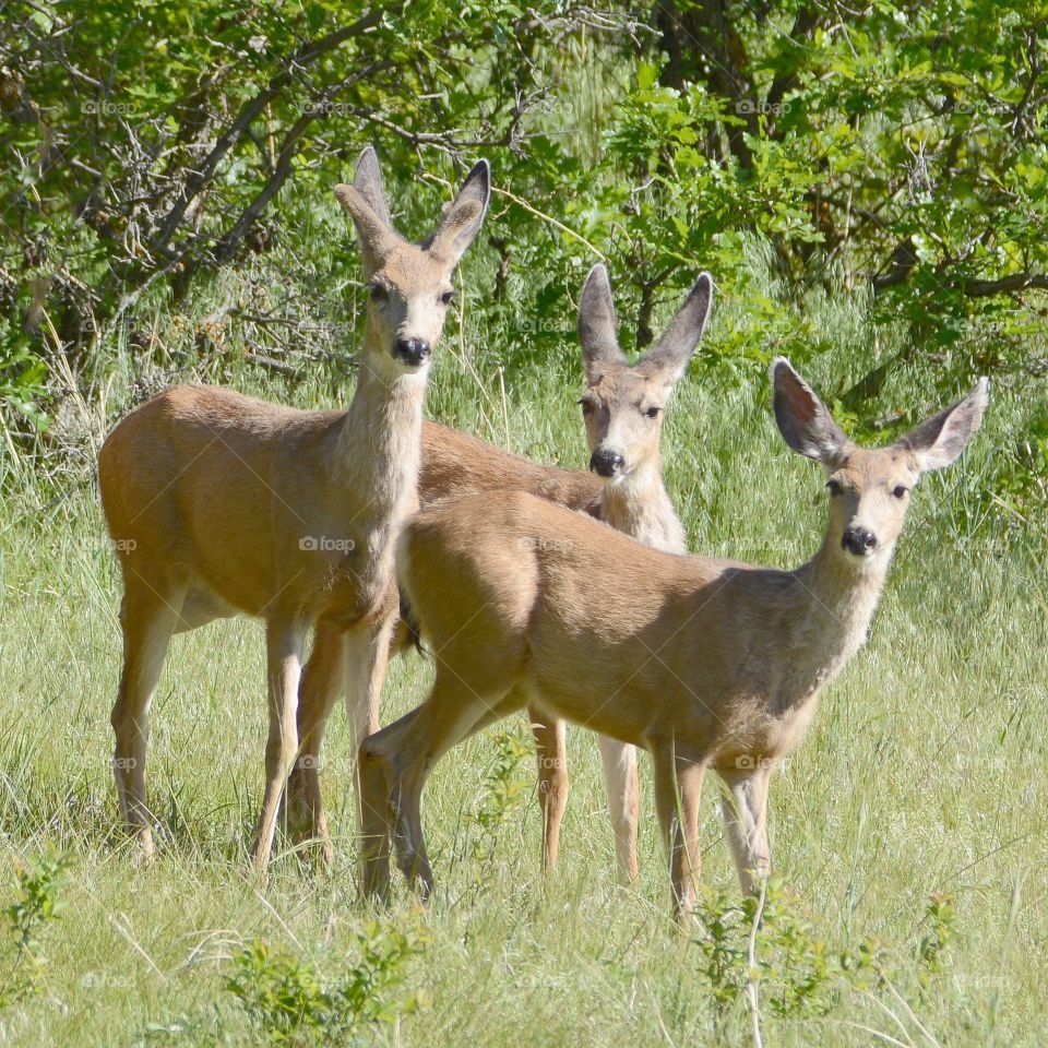 Three female deer 