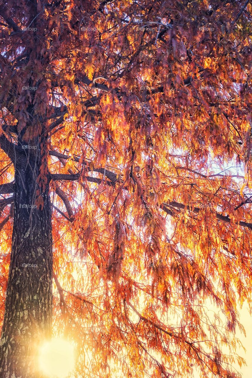 Afternoon glow - autumn tree leaves accentuated by a back lit setting sun. This phenomenon gives the image a warm and painterly feel.