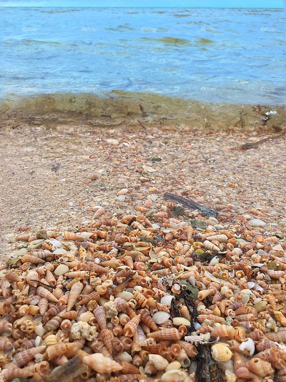 Thousands tiny seashells on seashore surf