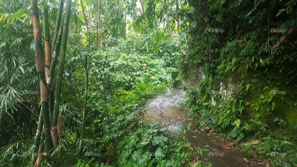 lush jungle pathway during a rainy day in bali